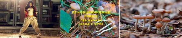 сатива Пересвет